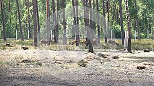 A herd of deer moves around the aviary in the national park