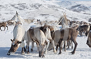 Herd of deer near a Nenets chums on a winter day