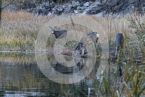 Herd of deer reflected in lake they are drinking from