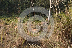 Herd of deer on a riverbank in Chitwan National Park, Nepal