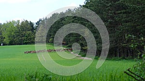 Herd of Deer runing on green field