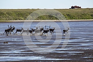 A herd of deer running along the shallows in the river.