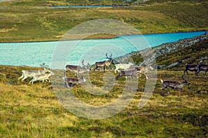 A herd of deer runs along the tundra photo