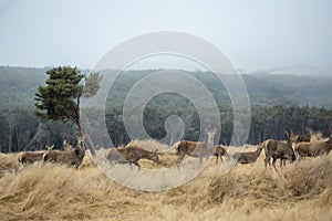 Herd of deer in rural at New Zealand