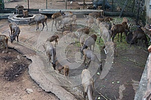 A herd of deer searching for food in a zoo.