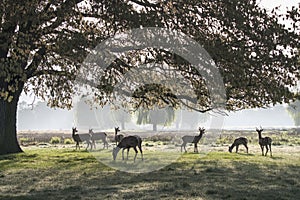 Herd of deer in silhouette from morning sun