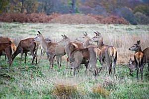 A herd of deer stags