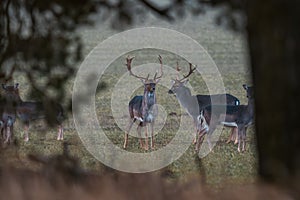 a herd of deer stand in the distance behind trees and grass