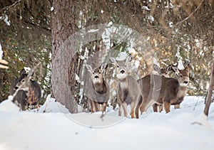 Group of Deer in the Conifers