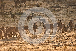 Herd of deer at sunset in a typical Extremadura meadow.