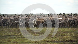 A herd of deer in the tundra. The Yamal Peninsula.