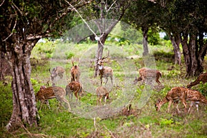 Herd of deer photo