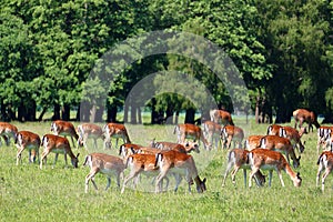 Herd of deers