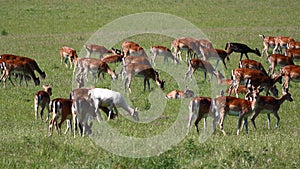 Herd of deers