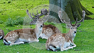 Herd of deers laying next to a tree
