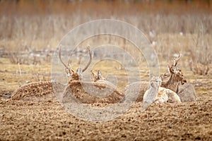 Herd of deers is resting on the glade