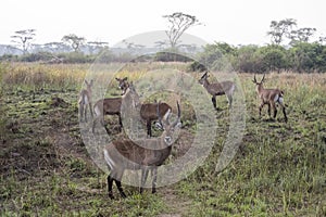 Herd of Defassa Waterbuck, Queen Elizabeth National Park, Uganda photo