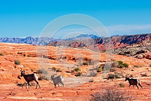 Herd of desert bighorn sheep, ovis canadensis nelsoni, walks through Valley of Fire State Park desert landscape with sweeping