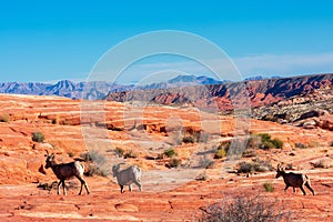 Herd of desert bighorn sheep, ovis canadensis nelsoni, walks through Valley of Fire State Park desert landscape with sweeping photo