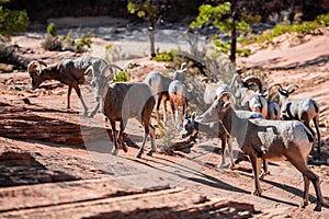 Herd of desert bighorn sheep, ovis canadensis nelsoni, walks through Zion National Park