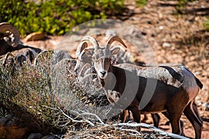 Herd of desert bighorn sheep, ovis canadensis nelsoni, walks through Zion National Park