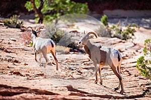 Herd of desert bighorn sheep, ovis canadensis nelsoni, walks through Zion National Park