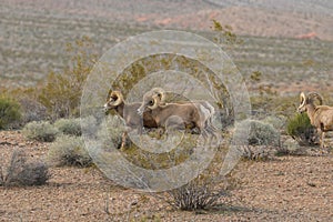 Desert Bighorn Sheep Rams