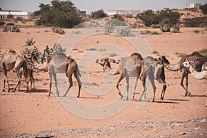 A herd of desert dromedary camels crossing the sand in the United Arab Emirates in the Middle East