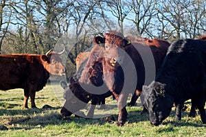 Herd of Dexter cows eating fodder beet in field