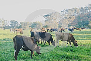 A herd of diary cows grazing peacefully