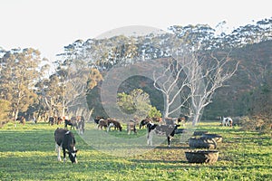 A herd of diary cows grazing peacefully