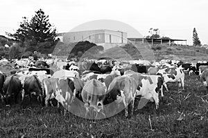 A herd of diary cows grazing peacefully