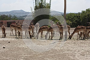 Herd distinguished because both females and males have crooked horns, Antelope eland scientific name Tragelaphus oryx, impala