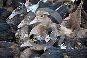 Herd of domestic Cairina moschata