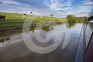 Herd of domestic cattle livestock next to canal in rural setting