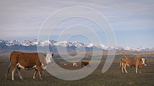 Herd of domestic cows graze in field in dry steppe on backdrop powerful mountains. Amazing steppe autumn landscape with