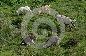 Herd of domestic goats grazing in rural Portugal.