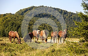 A herd of domestic horses in the Carpathian Mountains