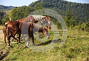 A herd of domestic horses in the Carpathian Mountains