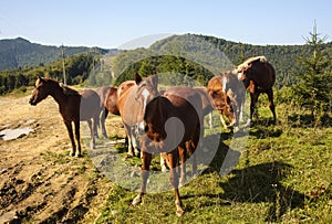 A herd of domestic horses in the Carpathian Mountains