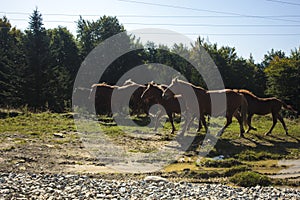 A herd of domestic horses in the Carpathian Mountains