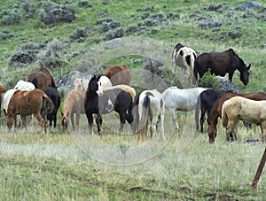 Herd of domestic horses. photo
