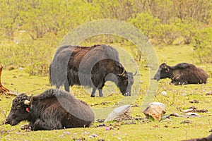 A herd of domestic yak also known as bos grunniens standing