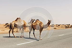 A herd of domesticated one-humped Arab camels crossing the road, Dubai United Arab Emirates