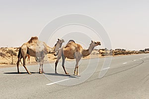 A herd of domesticated one-humped Arab camels crossing the road, Dubai United Arab Emirates