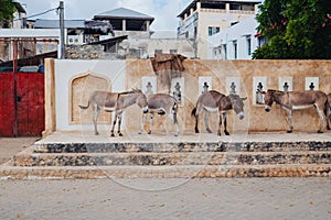 A herd of donkeys at a sunctuary in Lamu Island, UNESCO World Heritage Site in Kenya