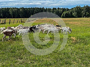 A herd of a dozen or so goats running across the pasture