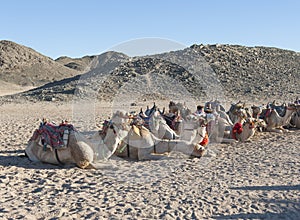 Herd of dromedary camels in the desert