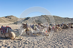 Herd of dromedary camels in the desert