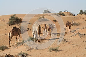 Herd of dromedary in isolated Oman desert